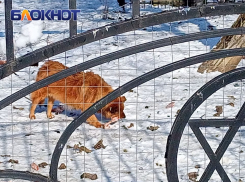 В Краснодаре на Еврейском кладбище стаи собак раскапывают могилы и обгладывают кости
