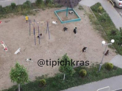 «Жалостливые женщины подкармливают»: в Краснодаре бездомные псы захватили детскую площадку