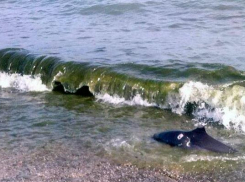 В Новороссийске найден мертвый дельфин с отрубленным хвостом