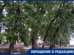 Частная клиника в Краснодаре не планирует вырубать рощу ради нового корпуса
