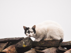 Туман опустится на Краснодарский край