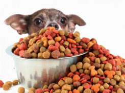 В Гулькевичском районе хотят построить завод готового корма для домашних питомцев