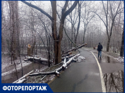 Зима обнажила кладбище погибших деревьев у тропы здоровья в Краснодаре