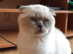  На Кубани дожди и похолодает, возможны заморозки 