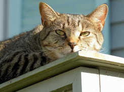 На Кубани тепло и солнечно, местами пройдут дожди
