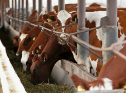 Производство мясной продукции на Кубани выросло на 57 тысяч тонн за пять лет 