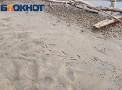 Слухи о крокодиле в реке Кирпили в Краснодарском крае не подтвердились