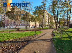Мэр Краснодара пообещал наказать «чёрных» озеленителей