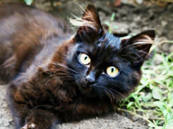 Небольшой дождь, гроза и шквалистый ветер ожидаются на Кубани в День ВДВ