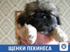 Щенки пекинеса продаются в Краснодаре