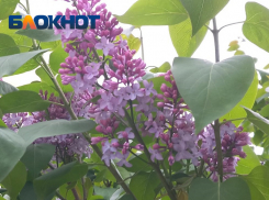 В Краснодаре в начале апреля началось цветение сирени