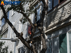 Лысеющий город из-за вырубки деревьев огорчил краснодарцев