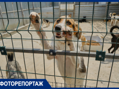 «Люди просто выбрасывают их на улицу»: как выживают брошенные животные Краснодара