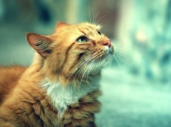  На Кубани будет тепло, сухо и слегка ветрено 