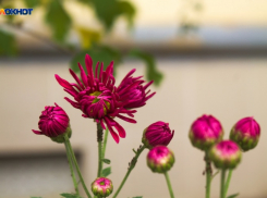 Весна уже гуляет в Краснодаре и дарит 17 градусов тепла 