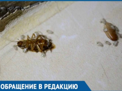  Компании по травле тараканов заподозрили в распространении насекомых в Краснодаре 