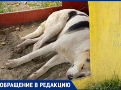 «Спят в песочнице»: краснодарку возмутила живущая на детской площадке стая собак