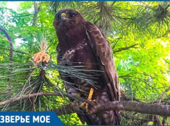 Заклеванного воронами орла спасли в Краснодарском крае