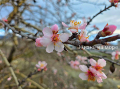 На Кубани миндальное дерево зимой порадовало нежными цветами