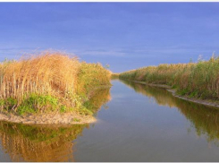 На Кубани азовские лиманы будут чистить при помощи рыбы