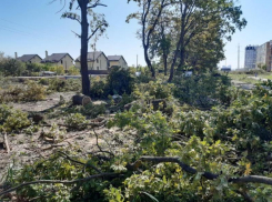 В Краснодаре возбудили уголовное дело после незаконной вырубки деревьев