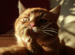 На Кубань придет долгожданное потепление 