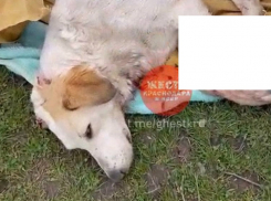 В Карасунском округе Краснодара расстреляли бездомных собак