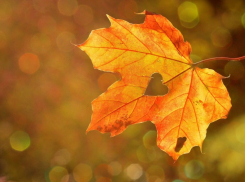 Морозная осень пришла в Краснодар: ожидается до +8 градусов тепла 