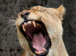 На Кубани животные на базе отдыха, где на девочку напала львица, содержатся незаконно