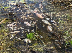 В реке Кубань обнаружили кучу мёртвой рыбы 