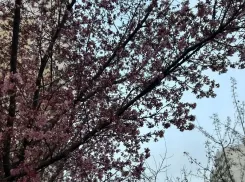 До +13 градусов прогреется воздух в Краснодаре 17 марта 