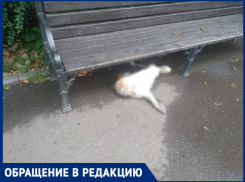 «Дворовая собака бьется в судорогах, помогите»: в Краснодаре массово отравили уличных животных