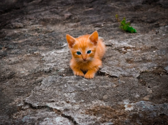  Жарко и пасмурно будет на Кубани 