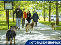 «Вынуждены их кормить, чтобы не нападали»: как краснодарцы выживают в Юбилейном микрорайоне со сворами бездомных собак