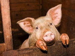 Вероятность ввода карантина из-за АЧС на территории Кубани сохраняется