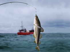  Замначальника исправительной колонии в Примоско-Ахтарском районе заплатил 8 млн рублей за 73 тонны несуществующей рыбы ﻿