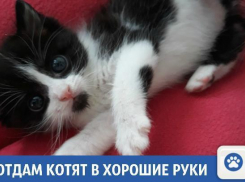 Веселые и активные котята ищут дом в Краснодаре