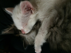 На Кубани спасли умирающего на ледяном бетонном полу котенка