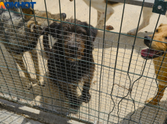 Под Краснодаром живодеры расстреливают собак