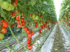  Кубань вышла на первое место по сбору тепличных овощей 