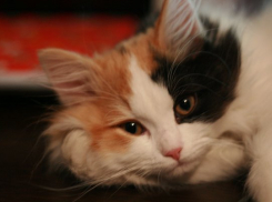 Снег и дождь: погода в Краснодарском крае в первый рабочий день после новогодних праздников