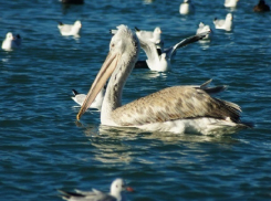 Новое приложение нашло самые интересные места для фото на Кубани