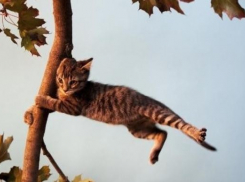  МЧС предупредило об усилении ветра и плохой погоде 