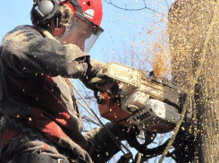 Вырубку деревьев на Ростовском шоссе изучили на Совете по правам человека