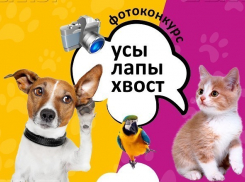 Завершен прием заявок на конкурс «Усы. Лапы. Хвост»