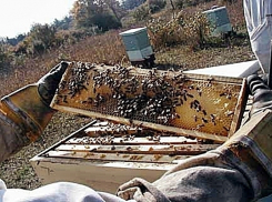 Полиция Адыгеи задержала медового грабителя