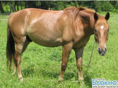 В Геленджике украли лошадей из спортивной казачьей школы