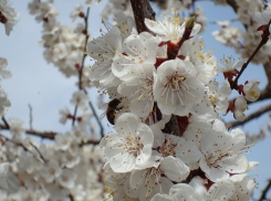 В Краснодаре из-за резкого потепления зацвели абрикосы