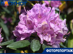 Розы, ирисы и удивительный рододендрон: Краснодар утонул в цветах 