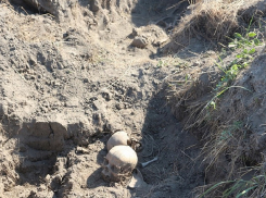 Близ Темрюка поисковики обнаружили захоронение жертв нацистов в годы ВОВ